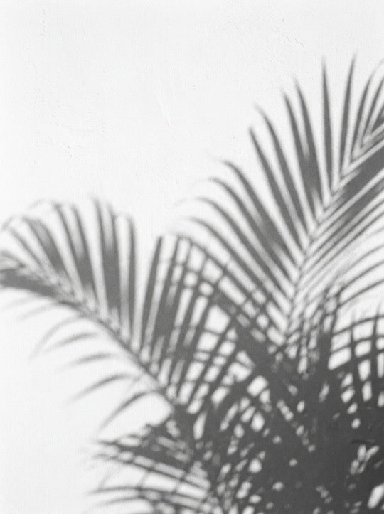 Botanique No.4